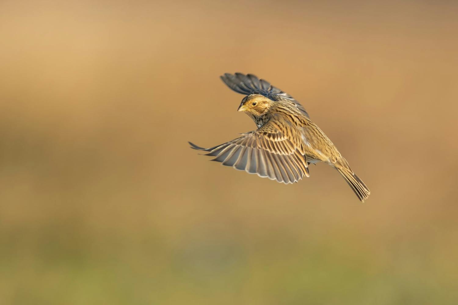 shutterstock 2123158574 Fågel i flykten